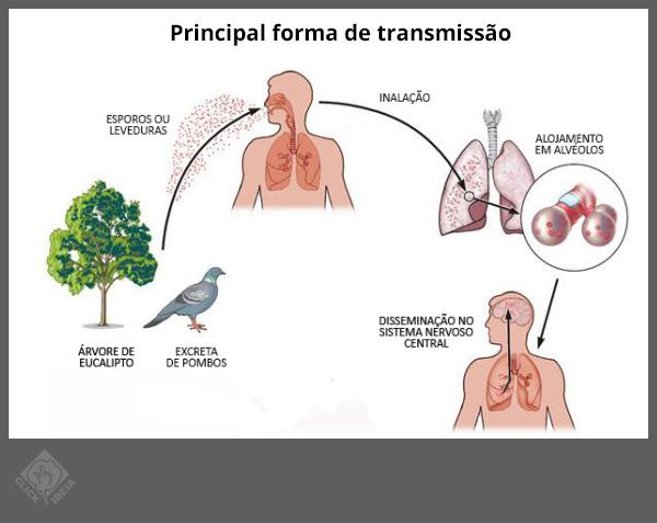 Blog do Mochi: Síndrome do pombo