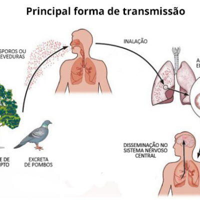 Pombo  Sistema